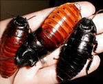 Madagascan Hissing cockroach - image courtesy of Allpet Roches